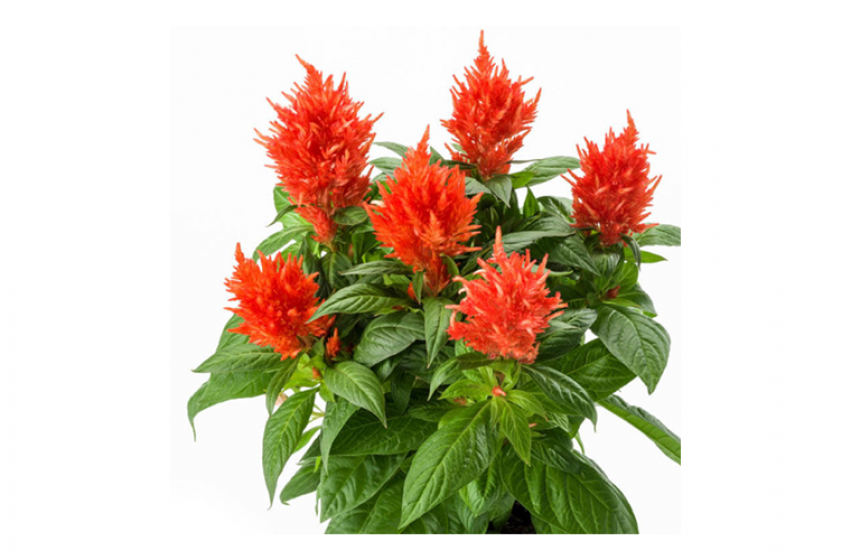 Sun-sational Celosia, Featuring Kelos® Fire Celosia | McDonald Garden